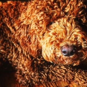 Meet Your Posher, Keeley